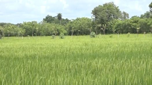 Arroceros de Chiriquí preocupados ante plaga en 66% de sus plantaciones