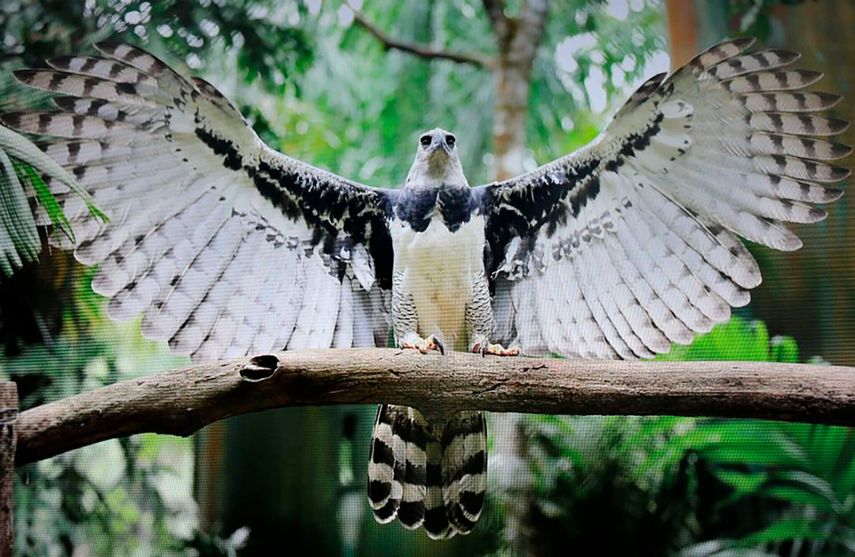 Alcaldía de Panamá realizará el Festi Harpía 2025 en Parque Summit el 5 y 6 de abril