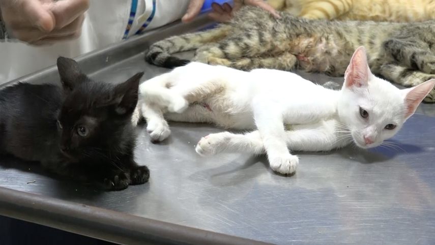 Este miércoles estudiantes de la Universidad ISAE realizaron una jornada educativa con jueces de paz y estamentos de seguridad en el distrito de David en busca de fortalecer la ejecución y cumplimiento de la ley 70.