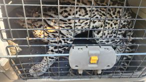 Ocelote rescatado en Bugaba podría haber estado en cautiverio