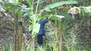 Productores de plátano de Barú explicaron que por la falta de lluvia se pierde la semilla en campo ya sembrada además de otros procesos que dependen de la humedad que deja la lluvia en las parcelas.