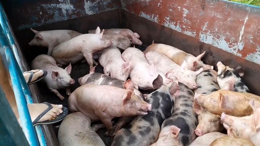 Los cierres por miembros de la comarca Ngäbe-Buglé han causado afectaciones como muerte de animales, pérdida de productos agropecuarios y turistas varados sin transporte ni vías de acceso.