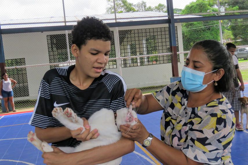 ¿Cuándo será la vacunación masiva de mascotas en Panamá?