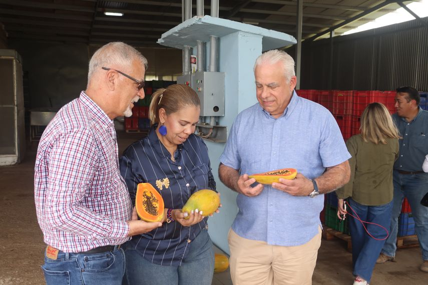 Panamá ha exportado 44 contenedores con papaya a Estados Unidos en lo que va del 2025
