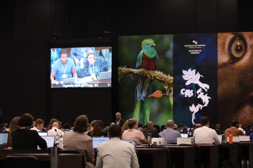 El Guayacán es un árbol de crecimiento lento, requiere de mucha precipitación en sus etapas iniciales Mide hasta 50 metros de altura, crece en climas húmedos a muy húmedos del país.
