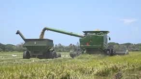 Los productores de arroz de la provincia de Chiriquí se mostraron preocupados ante la afirmación de problemas de abastecimiento del producto.