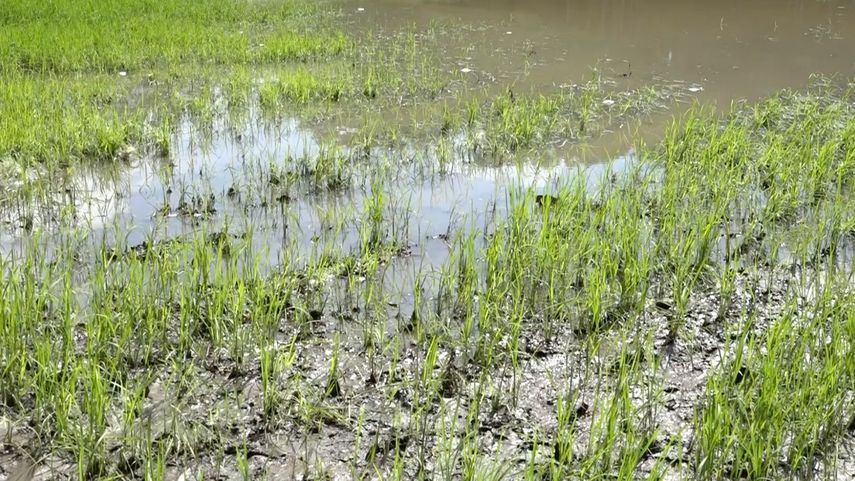Además de las pérdidas de arroz