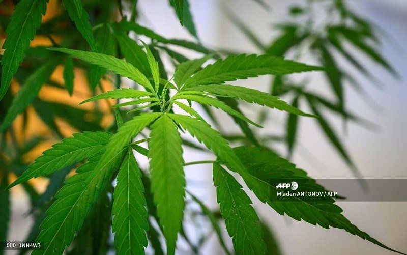 Promulgan decreto que reglamenta el uso medicinal del cannabis en Panamá.