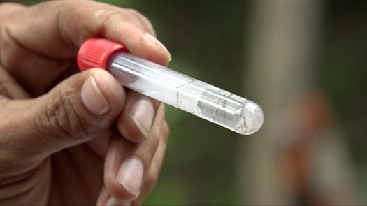 Panamá no registra ningún caso del virus Zika en lo que va del año