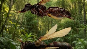 Una nueva especie de avispa descubierta en el Jardín Botánico Summit fue incorporada este abril de 2026 a la colección de entomología de la Universidad de Panamá, ampliando el registro científico de estos insectos en el continente americano.