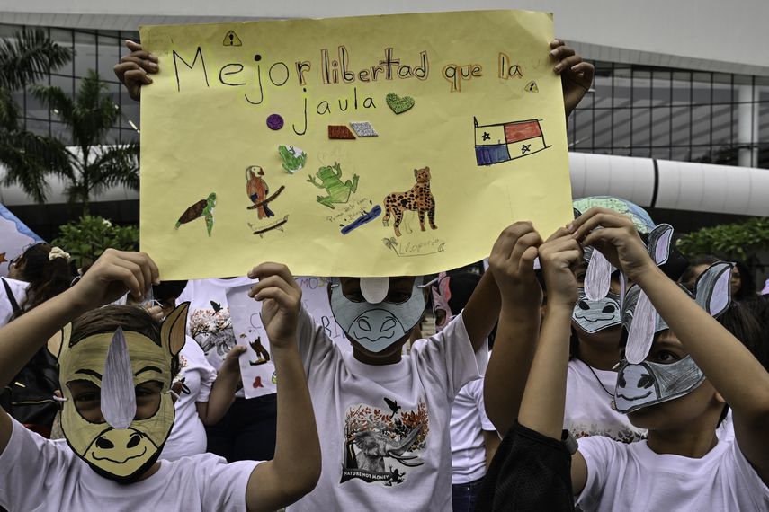 La cumbre en Panamá sobre comercio internacional de especies amenazadas abrió este lunes su última semana de debates, en la que debe decidir si protege a tortugas de agua dulce y ranas de cristal.