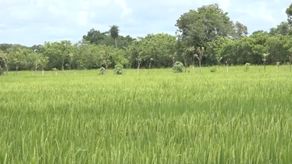 Arroceros de Chiriquí preocupados ante plaga en 66% de sus plantaciones