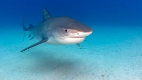 En Panamá se define hoy el destino de los tiburones más traficados del mundo