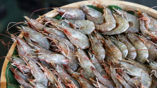 La Autoridad de los Recursos Acuáticos de Panamá (ARAP), hizo oficial la culminación del primer período de veda del camarón 2026 en el Puerto de Vacamonte, con lo cual se da la apertura de la primera temporada de pesca del crustáceo a nivel de todo el país.