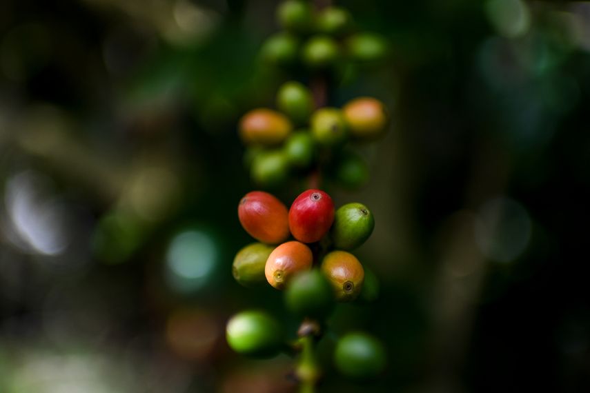 Café: un sustento vital para 25 millones de latinoamericanos, pero con desafíos crecientes