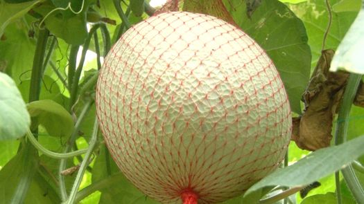 MIDA impulsa envío de melón y zapallo al mercado internacional