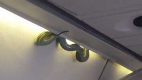 Serpiente se cuela en un vuelo comercial en México