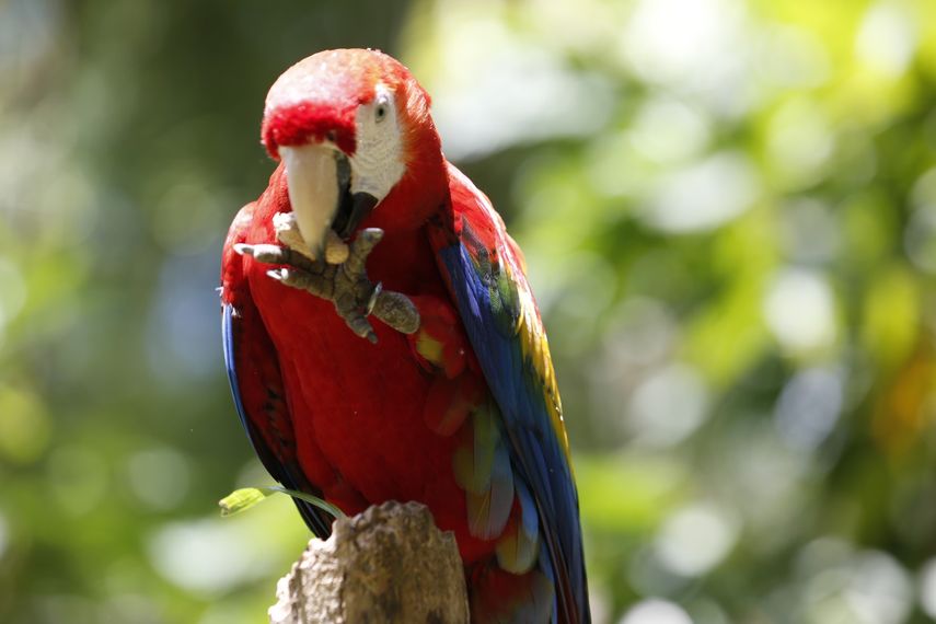 Panamá conmemoró el Día Mundial de la Vida Silvestre, autoridades llaman a la reflexión