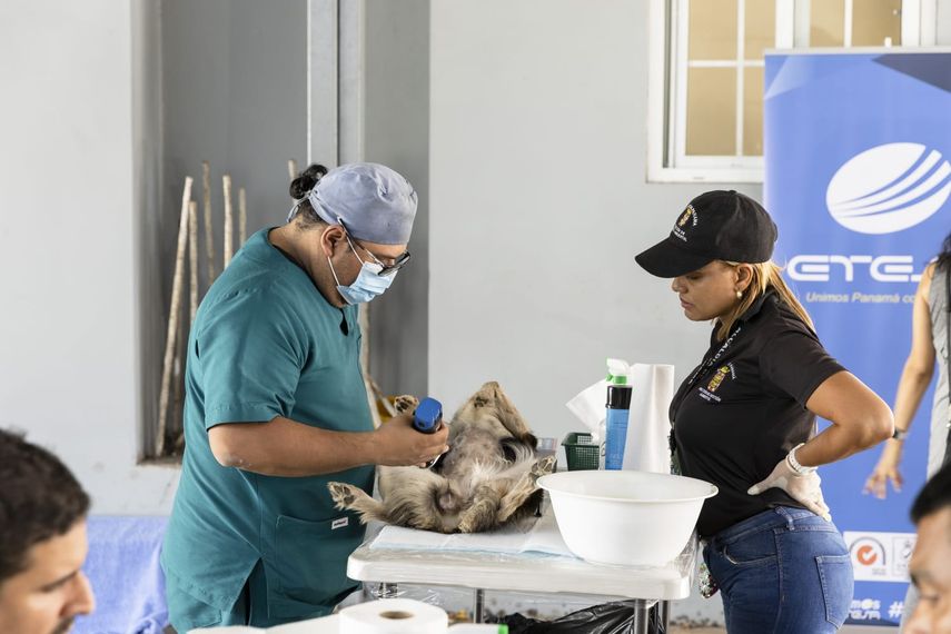 La Empresa de Transmisión Eléctrica S.A (Etesa), conjuntamente con la Alcaldía de Panamá y la Fundación Manchitas efectuaron este sábado 1 de abril una jornada de esterilización de mascotas (perros y gatos).