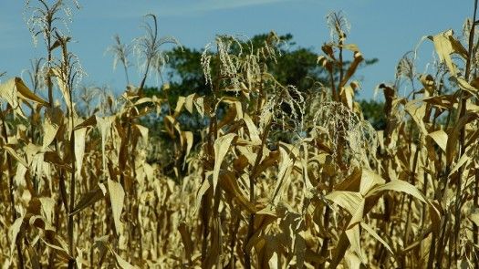 Productores de arroz piden aumento de precios