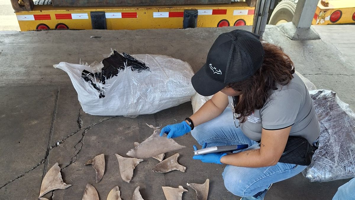 Un contenedor con 109 sacos de aletas de tiburón fue retenido en el Puerto de Manzanillo, en la provincia de Colón, luego de que la carga con destino a Malasia fuera declarada de manera irregular como “buche de pescado”. Un contenedor con 109 sacos de aletas de tiburón fue retenido en el Puerto de Manzanillo, en la provincia de Colón, luego de que la carga con destino a Malasia fuera declarada de manera irregular como “buche de pescado”.