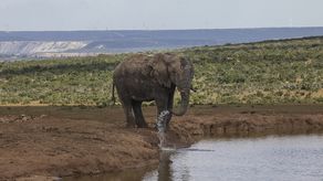 Zoológico nacional de Sudáfrica libera a su último elefante.