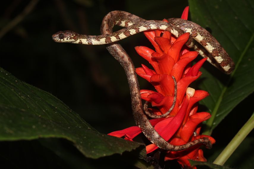 Panamá descubre nueva especie de serpiente