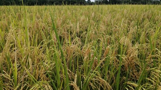 Productores de Chiriquí reportan 19 mil 313 hectáreas de arroz sembradas