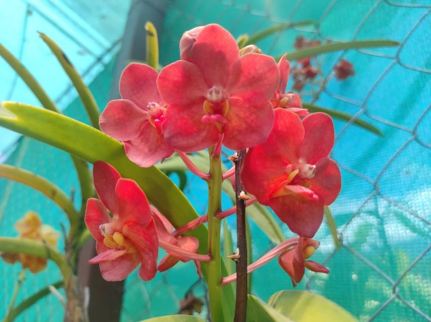 Expo Orquídea 2023 contará con variedades de hermosos colores
