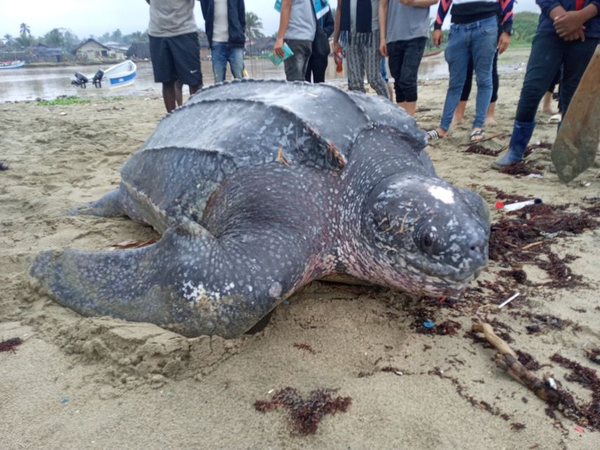 Panamá: Festival de la tortuga marina busca ser reconocido