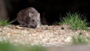 Siete casos de hantavirus en provincias centrales. Uno también dio positivo a Covid-19