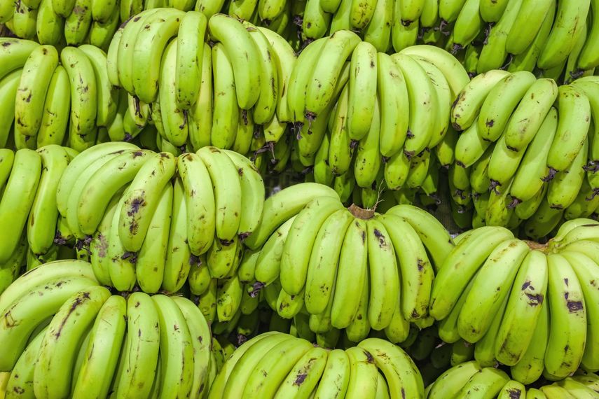 Plátano y ganado bovino lideran el comercio agropecuario en Panamá