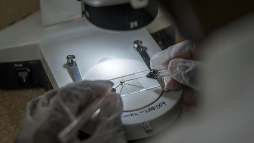 Costa Rica detecta brote de malaria en la región del Caribe