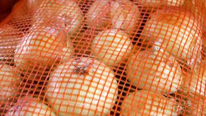 MIDA aprueba importación de 80 mil quintales de cebolla para el resto del año