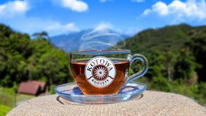 KOTOWA presenta por primera vez un té 100% cosechado y producido en Panamá. ¿Dónde lo puedo encontrar?