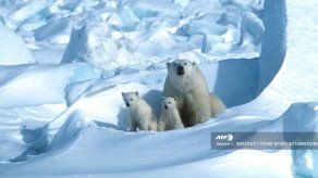 Estudio: El calentamiento global podría llevar a la extinción de los osos polares antes de 2