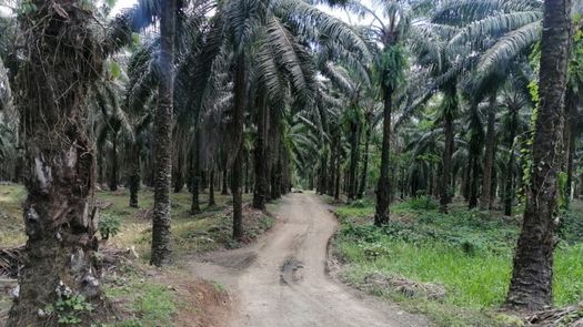 En esta zonas de Barú hay unos 45 mil habitantes y productores de palma aceitera, arroz, frijoles, sorgo, bananos maíz, plátanos, ganado de carne y leche que envían al mercado local y nacional.
