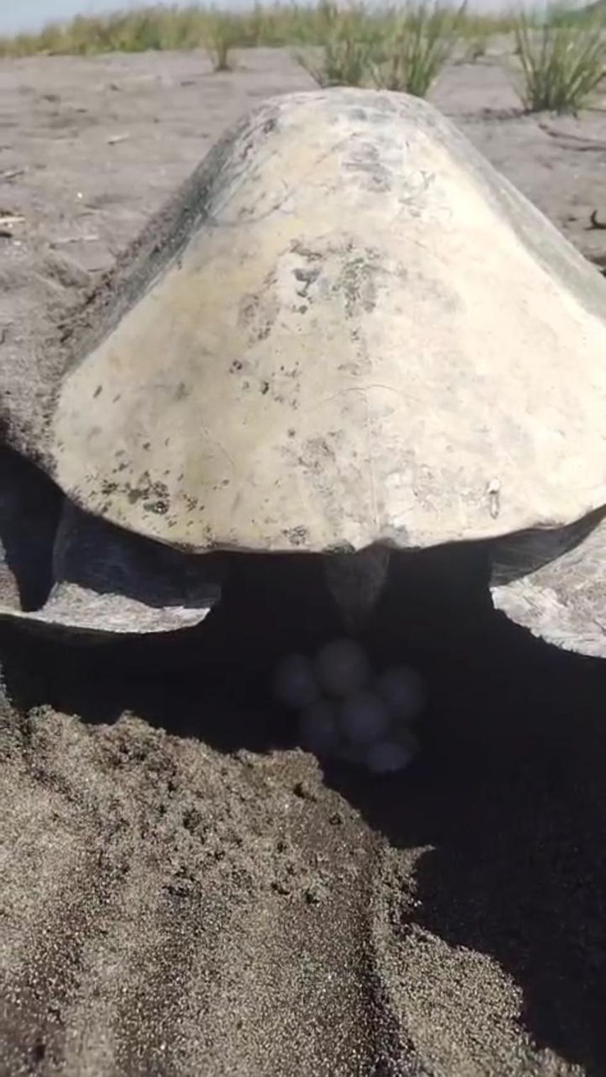 Unos 100 nidos de tortuga lora (Lepidochelys kempii), especie en peligro crítico de extinción, han sido trasladados al vivero del Refugio de Vida Silvestre Playa La Barqueta Agrícola, en Chiriquí, desde el inicio de la temporada de anidación en junio. Unos 100 nidos de tortuga lora (Lepidochelys kempii), especie en peligro crítico de extinción, han sido trasladados al vivero del Refugio de Vida Silvestre Playa La Barqueta Agrícola, en Chiriquí, desde el inicio de la temporada de anidación en junio.