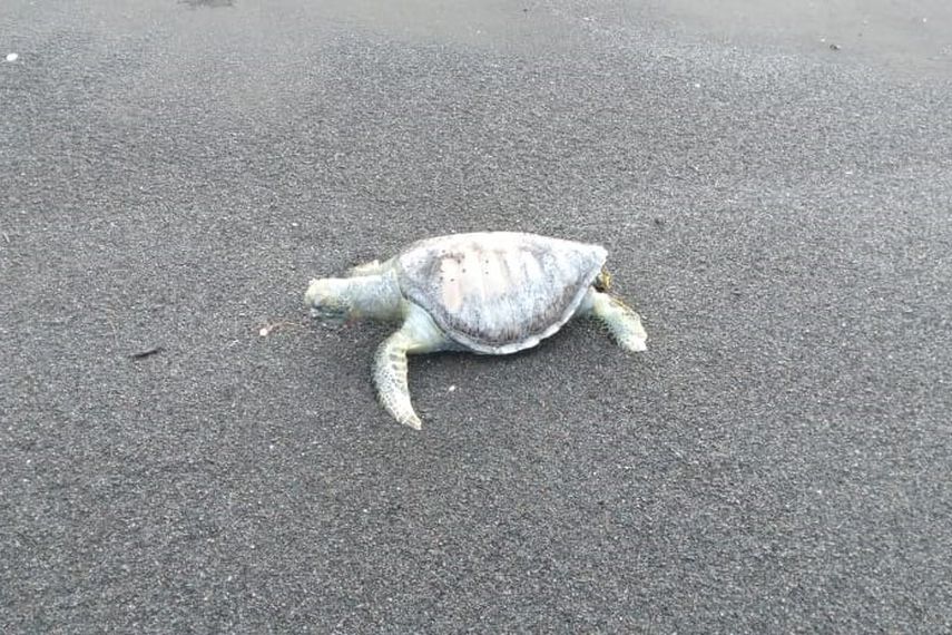 Personal del MiAmbiente ha realizado recorridos en el área de Mariato, en la provincia de Veraguas, a fin de visitar algunas playas y tomar datos del escenario donde se han ubicado los restos.