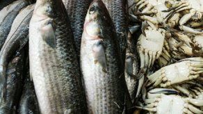 Suspenden temporalmente las actividades pesqueras industriales