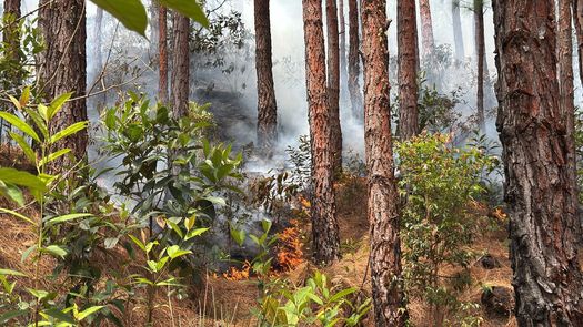 Incendio en La Yeguada es controlado: bomberos y MiAmbiente continúan vigilancia