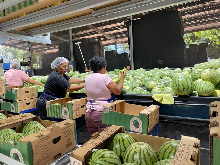 Panamá aumenta exportación de sandía y melón al mercado europeo