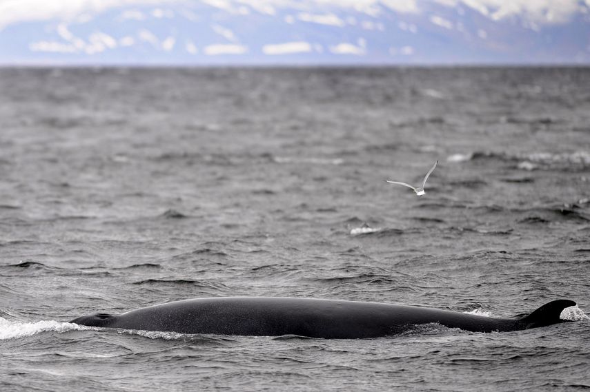 Islandia prevé dejar de cazar ballenas a partir de 2024