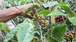 Una cosecha a pocas manos. La pandemia alcanza al café de Colombia