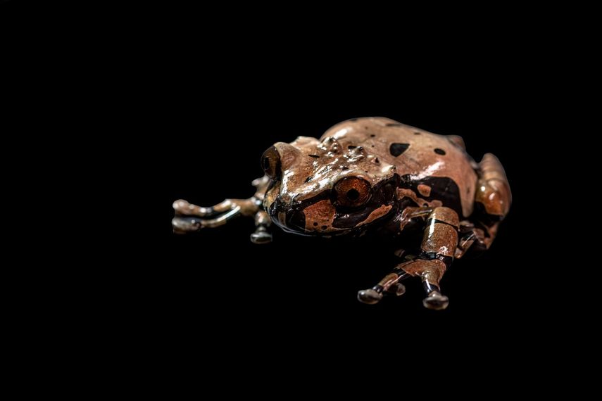 La rana arborícola de cabeza espinosa