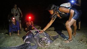 UNESCO incluye Festival de la Tortuga Marina en Lista de Buenas Prácticas