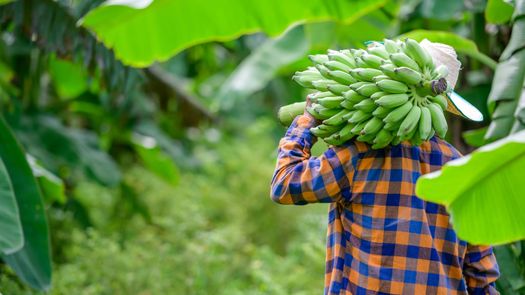 Chiriquí concentra el 52.6% de la actividad agrícola del país