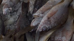 En Pedregal, el alto precio del combustible ha provocado menos viajes por parte de los pescadores y por ende menos producto.