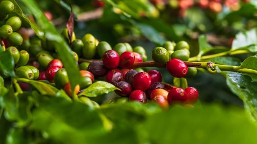 Panamá extiende control del café para proteger economía y empleo del sector Panamá extiende control del café para proteger economía y empleo del sector