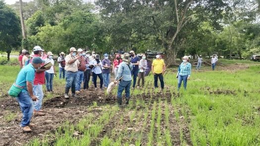 Productores de arroz son capacitados por el MIDA